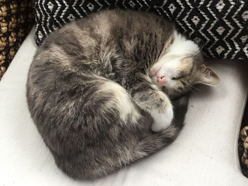 File:Izzy sleeping on chair1.jpg